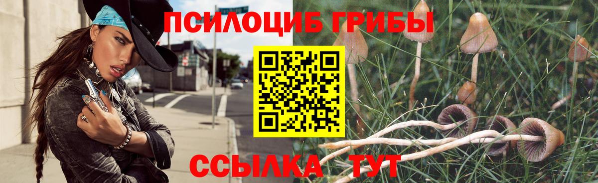 Псилоцибиновые грибы Psilocybe Вязники